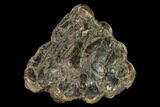 Partial, Fossil Stegodon Molar - Indonesia #149737-1